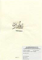 藏品(傘房龍鬚菜)的圖片